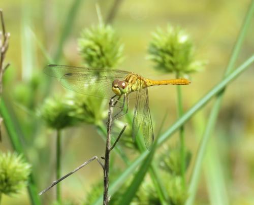 Réf. 297 464 : Sympetrum meridionale
